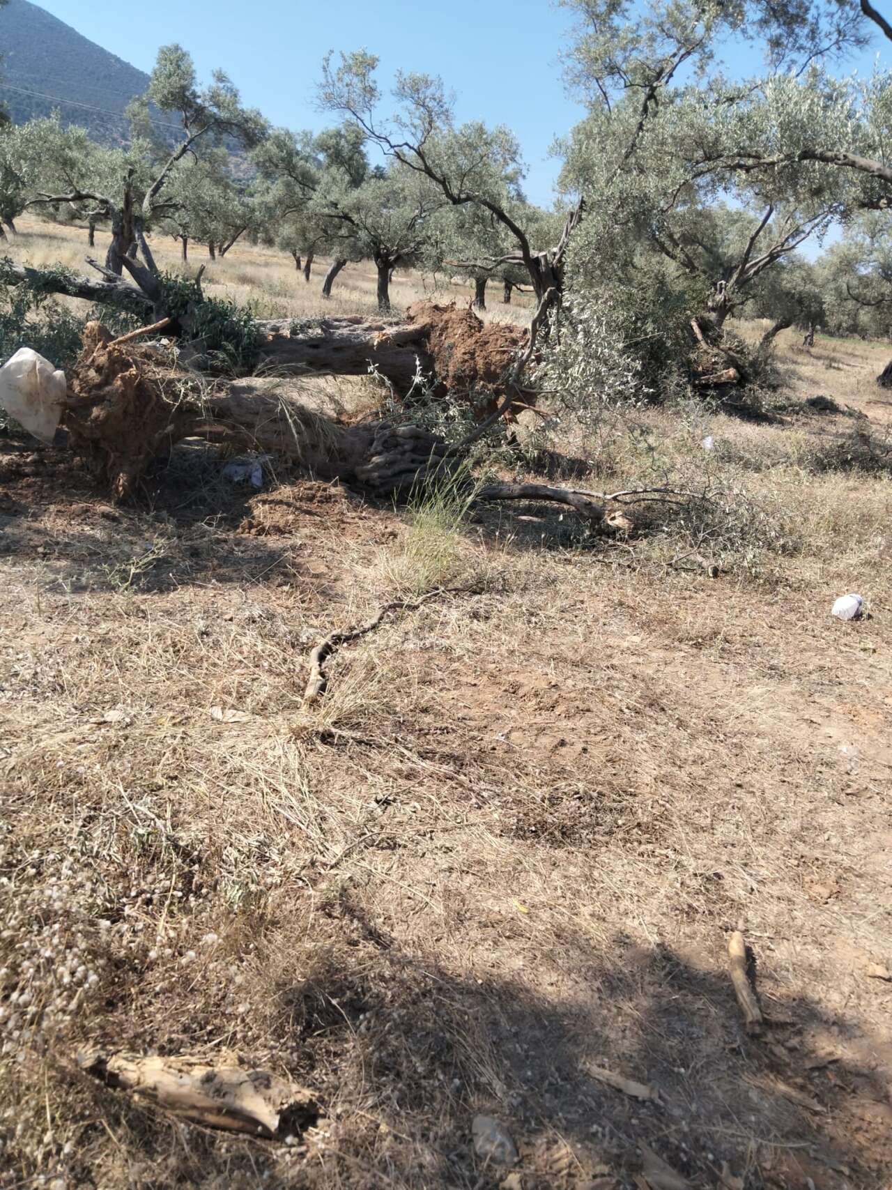 MUSKİ'nin Milas'taki Su Hattı Çalışmasında Asırlık Zeytin Ağaçlarının Zarar Gördüğü İddiası 4